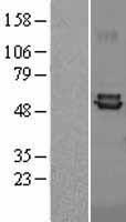 FDXR Protein - Western validation with an anti-DDK antibody * L: Control HEK293 lysate R: Over-expression lysate