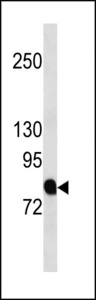 FE65L1 / APBB2 Antibody - APBB2 Antibody western blot of CEM cell line lysates (35 ug/lane). The APBB2 antibody detected the APBB2 protein (arrow).