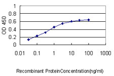 FE65L1 / APBB2 Antibody - Detection limit for recombinant GST tagged APBB2 is approximately 0.03 ng/ml as a capture antibody.