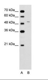 FECH / Ferrochelatase Antibody - A: Marker, B: Jurkat Cell Lysate.  This image was taken for the unconjugated form of this product. Other forms have not been tested.