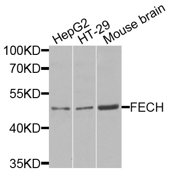 FECH / Ferrochelatase Antibody - Western blot blot of extracts of various cells, using FECH antibody.
