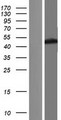 FECH / Ferrochelatase Protein - Western validation with an anti-DDK antibody * L: Control HEK293 lysate R: Over-expression lysate