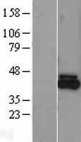 FECH / Ferrochelatase Protein - Western validation with an anti-DDK antibody * L: Control HEK293 lysate R: Over-expression lysate