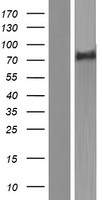 FEM1A Protein - Western validation with an anti-DDK antibody * L: Control HEK293 lysate R: Over-expression lysate