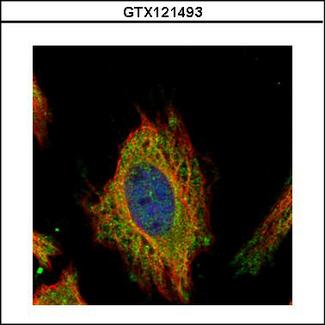 FEM1C Antibody - Confocal immunofluorescence analysis (Olympus FV10i) of methanol-fixed HeLa, using FEM1C antibody (Green) at 1:500 dilution. Alpha-tubulin filaments were labeled with alpha-tubulin antibody (Red) at 1:2000.