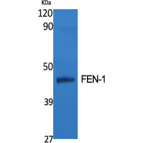 FEN1 Antibody - Western blot of FEN-1 antibody