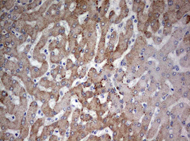 FEN1 Antibody - IHC of paraffin-embedded Human liver tissue using anti-FEN1 mouse monoclonal antibody. (Heat-induced epitope retrieval by 10mM citric buffer, pH6.0, 120°C for 3min).