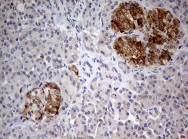 FEN1 Antibody - IHC of paraffin-embedded Human pancreas tissue using anti-FEN1 mouse monoclonal antibody. (Heat-induced epitope retrieval by 10mM citric buffer, pH6.0, 120°C for 3min).