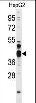 FEN1 Antibody - Western blot of anti-FEN1 Antibody in HepG2 cell line lysates (35 ug/lane). FEN1(arrow) was detected using the purified antibody.
