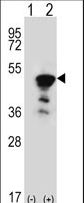 FEN1 Antibody - Western blot of FEN1 (arrow) using rabbit polyclonal FEN1 Antibody. 293 cell lysates (2 ug/lane) either nontransfected (Lane 1) or transiently transfected (Lane 2) with the FEN1 gene.