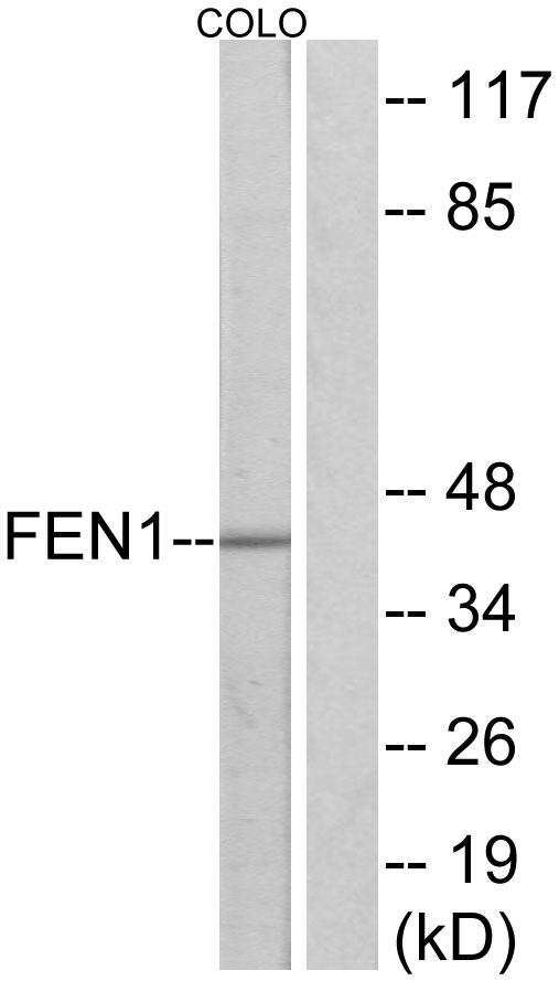 FEN1 Antibody - Western blot analysis of lysates from COLO205 cells, using FEN1 Antibody. The lane on the right is blocked with the synthesized peptide.