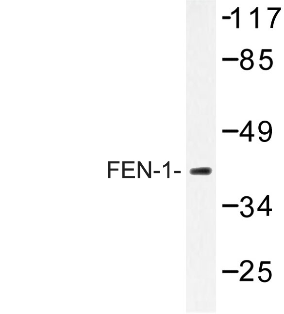 FEN1 Antibody - Western blot of FEN-1 (A119) pAb in extracts from HeLa cells.