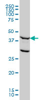 FEN1 Antibody - FEN1 monoclonal antibody (M01A), clone 1E2 Western Blot analysis of FEN1 expression in HeLa NE.