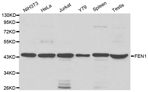 FEN1 Antibody - Western blot analysis of extracts of various cell lines.