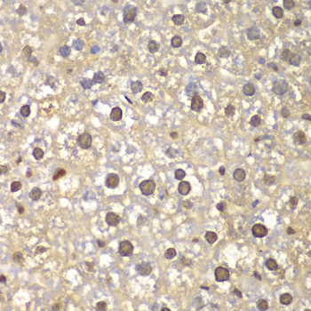 FEN1 Antibody - Immunohistochemistry of paraffin-embedded mouse liver using FEN1 antibodyat dilution of 1:100 (40x lens).
