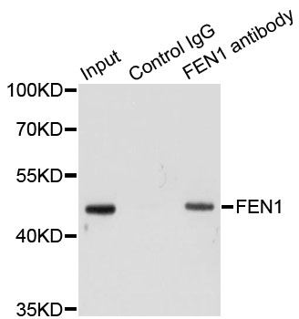 FEN1 Antibody - Immunoprecipitation analysis of 200ug extracts of HeLa cells using 1ug FEN1 antibody. Western blot was performed from the immunoprecipitate using FEN1 antibodyat a dilition of 1:1000.