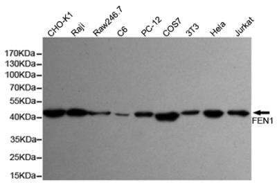 FEN1 Antibody - Western blot detection of FEN-1 in HeLa, Jurkat, 3T3, COS7, PC-12, C6, Raw264.7, Raji and CHO-K1 cell lysates using FEN-1 mouse monoclonal antibody (1:1000 dilution). Predicted band size: 45KDa. Observed band size:45KDa.