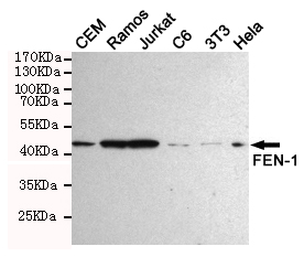 FEN1 Antibody - Western blot detection of FEN-1 in HeLa, Jurkat, 3T3, C6, CEM and Ramos cell lysates using FEN-1 mouse monoclonal antibody (1:1000 dilution). Predicted band size: 45KDa. Observed band size:45KDa.