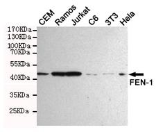 FEN1 Antibody - Western blot detection of FEN-1 in HeLa, Jurkat, 3T3, C6, CEM and Ramos cell lysates using FEN-1 mouse monoclonal antibody (1:1000 dilution). Predicted band size: 45KDa. Observed band size:45KDa.