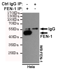 FEN1 Antibody - Immunoprecipitation analysis of HeLa cell lysates using FEN-1 mouse monoclonal antibody.