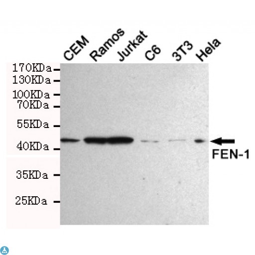 FEN1 Antibody - Western blot detection of FEN-1 in Hela, Jurkat, 3T3, C6, CEM and Ramos cell lysates using FEN-1 mouse mAb (1:1000 diluted). Predicted band size: 45KDa. Observed band size: 45KDa.