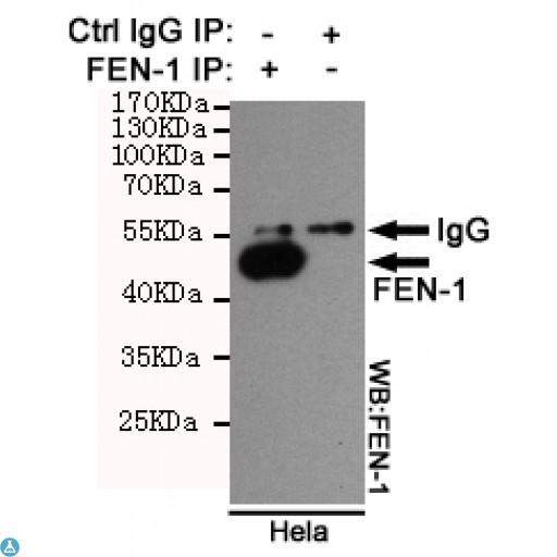 FEN1 Antibody - Immunoprecipitation analysis of Hela cell lysates using FEN-1 mouse mAb.