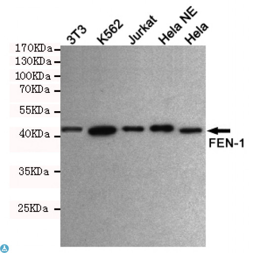 FEN1 Antibody - Western blot detection of FEN-1 in Hela, Hela NE, Jurkat, K562 and 3T3 cell lysates using FEN-1 mouse mAb (1:1000 diluted). Predicted band size: 45KDa.Observed band size: 45KDa.