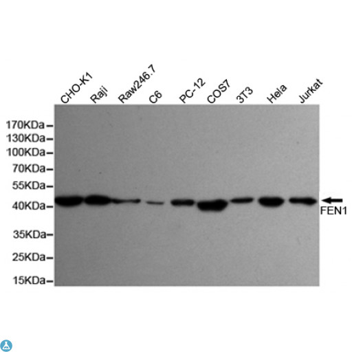 FEN1 Antibody - Western blot detection of FEN-1 in Hela, Jurkat, 3T3, COS7, PC-12, C6, Raw264. 7, Raji and CHO-K1 cell lysates using FEN-1 mouse mAb (1:1000 diluted). Predicted band size: 45KDa. Observed band size: 45KDa.