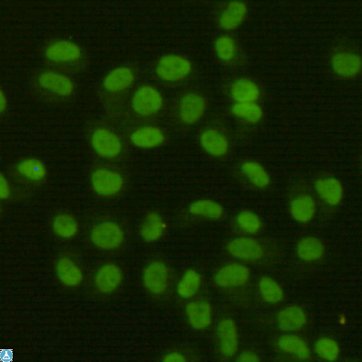 FEN1 Antibody - Immunocytochemistry staining of HeLa cells fixed with 4% Paraformaldehyde and using FEN-1 mouse mAb (dilution 1:400).
