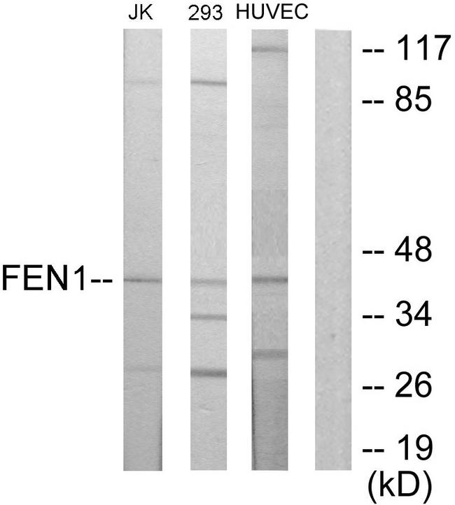 FEN1 Antibody - Western blot analysis of extracts from Jurkat cells, 293 cells and HUVEC cells, using FEN1 antibody.