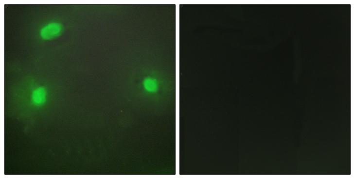 FEN1 Antibody - Peptide - + Immunofluorescence analysis of HeLa cells, using FEN1 antibody.