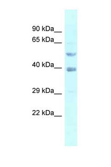 FEN1 Antibody - FEN1 antibody Western blot of 293T Cell lysate. Antibody concentration 1 ug/ml.  This image was taken for the unconjugated form of this product. Other forms have not been tested.