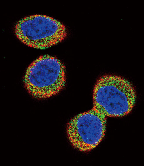 FER Antibody - Confocal immunofluorescence of FER Antibody with HeLa cell followed by Alexa Fluor 488-conjugated goat anti-rabbit lgG (green). Actin filaments have been labeled with Alexa Fluor 555 phalloidin (red). DAPI was used to stain the cell nuclear (blue).