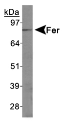 FER Antibody - Fer Antibody - Western Blot on Jurkat cell lysates.  This image was taken for the unconjugated form of this product. Other forms have not been tested.