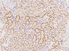 FER1L6 Antibody - Immunochemical staining of human FER1L6 in human kidney with rabbit polyclonal antibody at 1:100 dilution, formalin-fixed paraffin embedded sections.