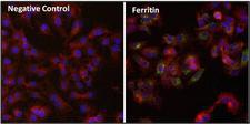 Ferritin Antibody - Immunofluorescent analysis of Ferritin (FTL, green) in HepG2 cells and MCF7 cells. The cells were fixed with formalin for 15 minutes, permeabilized with 0.1% Triton X-100 in TBS for 10 minutes, and blocked with 1% Blocker BSA for 15 minutes at room temperature. Cells were stained with a Ferritin monoclonal antibody, at a dilution of 1:200 for at least 1 hour at room temperature, and then incubated with a DyLight 488 goat anti-mouse secondary antibody at a dilution of 1:500 for 30 minutes at room temperature (both panels, green). F-Actin (both panels, red) was stained with DyLight 554 Phalloidin and nuclei (both panels, blue) were stained with Hoechst 33342 dye. Images were taken on a Thermo Scientific ToxInsight at 20X magnification.
