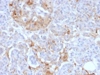 Ferritin Antibody - IHC testing of FFPE human pancreas with Ferritin Light Chain antibody (clone FTL/1388). Required HIER: boil tissue sections in 10mM citrate buffer, pH 6, for 10-20 min.
