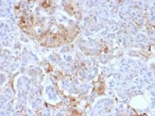 Ferritin Antibody - IHC testing of FFPE human pancreas with Ferritin Light Chain antibody (clone FTL/1388). Required HIER: boil tissue sections in 10mM citrate buffer, pH 6, for 10-20 min.