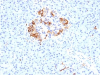 Ferritin Antibody - IHC testing of FFPE human pancreas with Ferritin Light Chain antibody (clone FTL/1389). Required HIER: boil tissue sections in 10mM citrate buffer, pH 6, for 10-20 min.