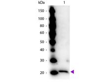 Ferritin Antibody - Western Blot of rabbit Anti-Ferritin antibody. Lane 1: Ferritin. Lane 2: None. Load: 50 ng per lane. Primary antibody: Ferritin primary antibody at 1:1,000 overnight at 4°C. Secondary antibody: Peroxidase rabbit secondary antibody at 1:40,000 for 30 min at RT. Blocking: MB-070 for 30 min at RT. Predicted/Observed size: 20 kDa, 20 kDa for Ferritin. Other band(s): None.