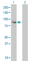 FES Antibody - Western Blot analysis of FES expression in transfected 293T cell line by FES monoclonal antibody (M01), clone 3A3-1E5.Lane 1: FES transfected lysate(93 KDa).Lane 2: Non-transfected lysate.