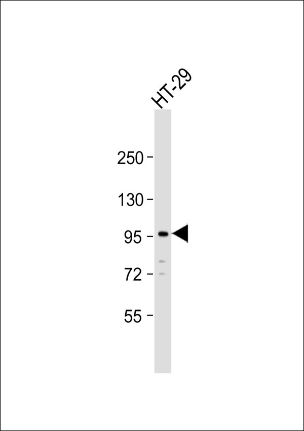 FES Antibody - Anti-c-FER Antibody at 1:1000 dilution + HT-29 whole cell lysate Lysates/proteins at 20 ug per lane. Secondary Goat Anti-Rabbit IgG, (H+L), Peroxidase conjugated at 1:10000 dilution. Predicted band size: 93 kDa. Blocking/Dilution buffer: 5% NFDM/TBST.