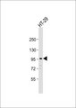 FES Antibody - Anti-c-FER Antibody at 1:1000 dilution + HT-29 whole cell lysate Lysates/proteins at 20 ug per lane. Secondary Goat Anti-Rabbit IgG, (H+L), Peroxidase conjugated at 1:10000 dilution. Predicted band size: 93 kDa. Blocking/Dilution buffer: 5% NFDM/TBST.