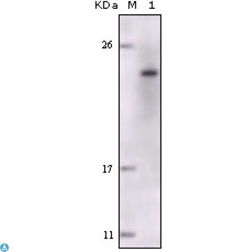 FES Antibody - Western Blot (WB) analysis using Fes Monoclonal Antibody against truncated FES recombinant protein.