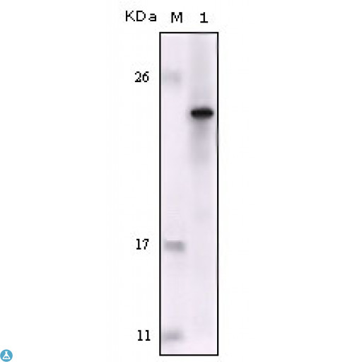 FES Antibody - Western Blot (WB) analysis using Fes Monoclonal Antibody against truncated Fes recombinant protein.