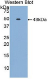 FETUB / Fetuin B Antibody - Western blot of recombinant FETUB / Fetuin B.  This image was taken for the unconjugated form of this product. Other forms have not been tested.