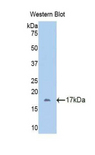 FETUB / Fetuin B Antibody - Western blot of recombinant FETUB / Fetuin B.  This image was taken for the unconjugated form of this product. Other forms have not been tested.