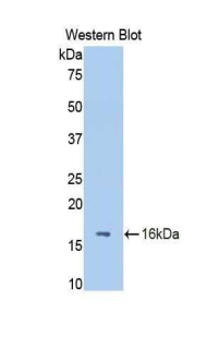 FETUB / Fetuin B Antibody - Western blot of recombinant FETUB / Fetuin B.  This image was taken for the unconjugated form of this product. Other forms have not been tested.