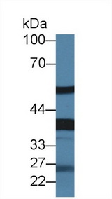 FETUB / Fetuin B Antibody - Western Blot; Sample: Rat Serum; Primary Ab: 1.5µg/ml Rabbit Anti-Rat FETUB Antibody Second Ab: 0.2µg/mL HRP-Linked Caprine Anti-Rabbit IgG Polyclonal Antibody