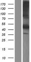 FETUB / Fetuin B Protein - Western validation with an anti-DDK antibody * L: Control HEK293 lysate R: Over-expression lysate